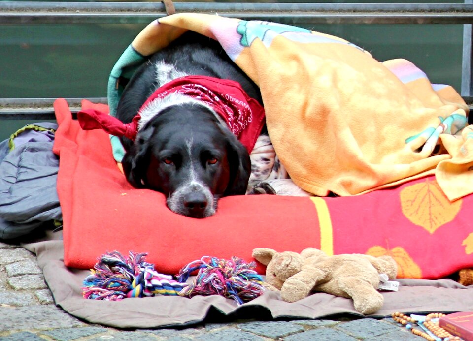 Blankets boring disease