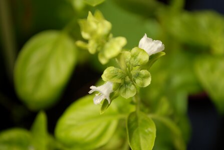 Macro eat basil flower photo