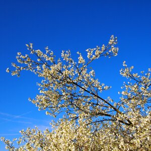 Branch spring garden photo