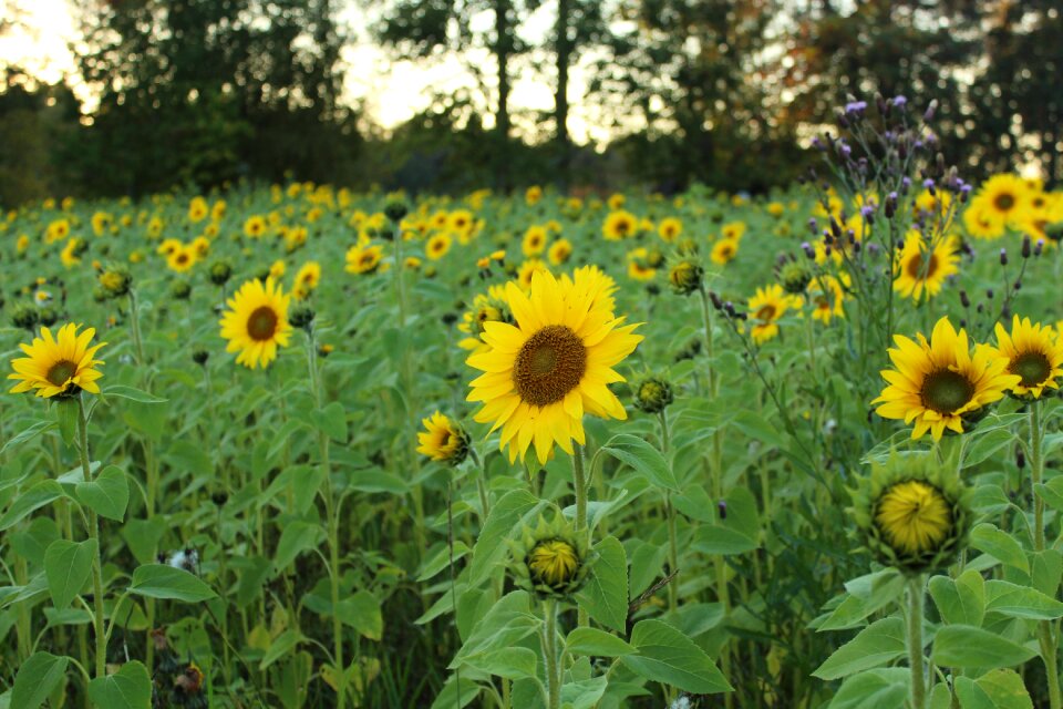 Summer plants flower