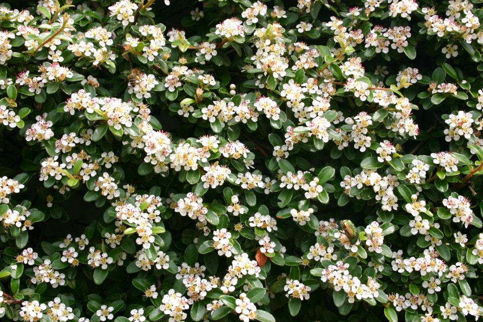 Garden nature flower