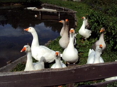 Geese birds meadow bird