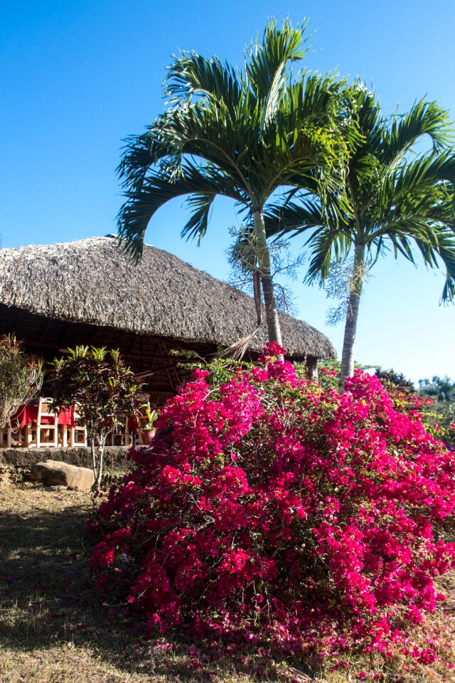Bush thatched roof bougainvillea