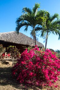 Bush thatched roof bougainvillea