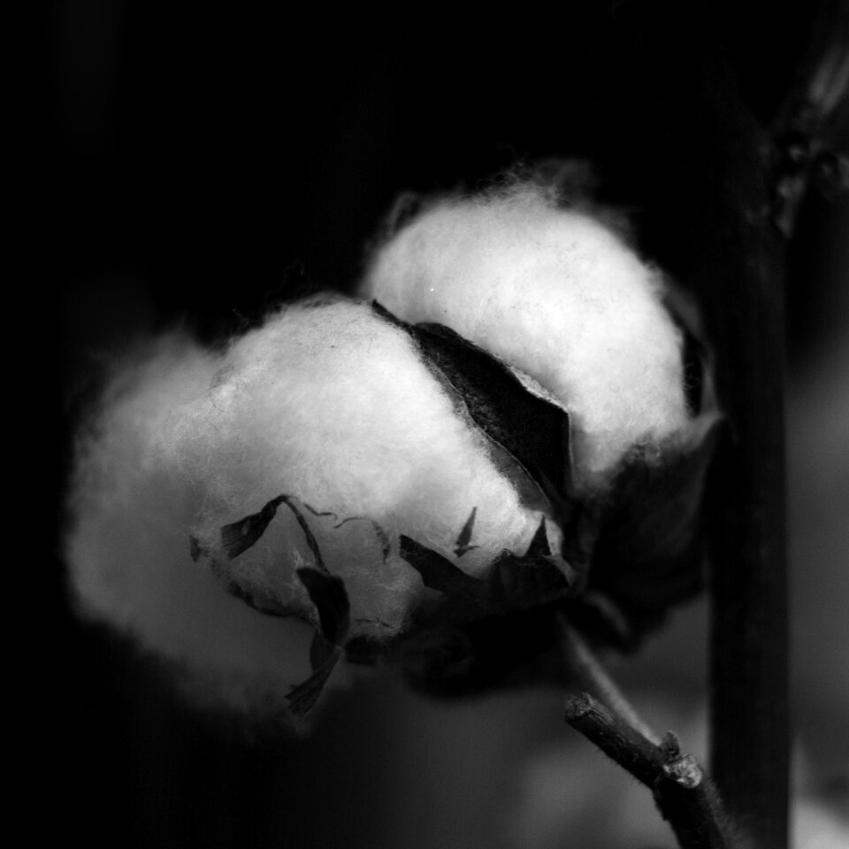 Soft black and white engine