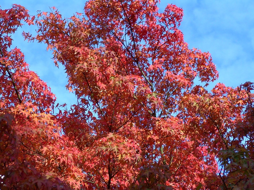 Fall foliage october forest
