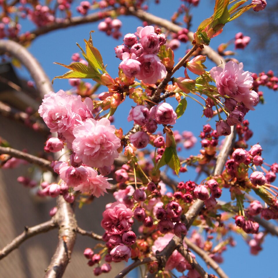 Spring blue sky arc