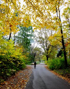 Yellow fall nature