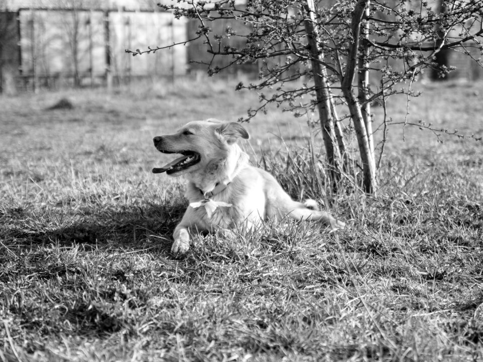 Dog training take place hybrid