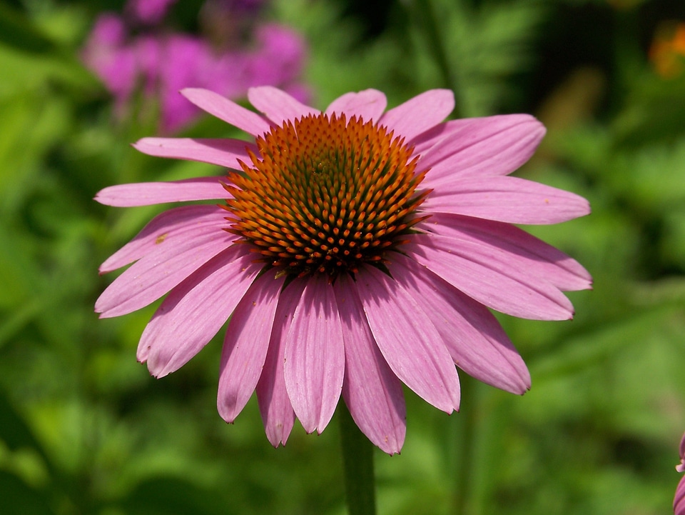 Petals blossom blooming