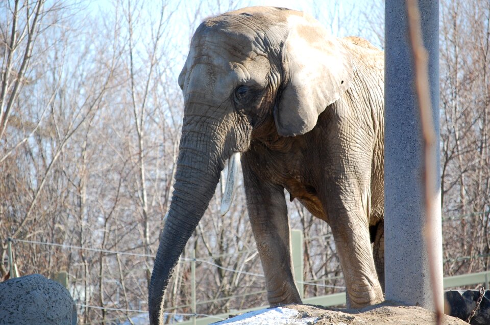 Wildlife nature safari
