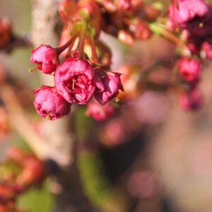 Prunus spring small photo
