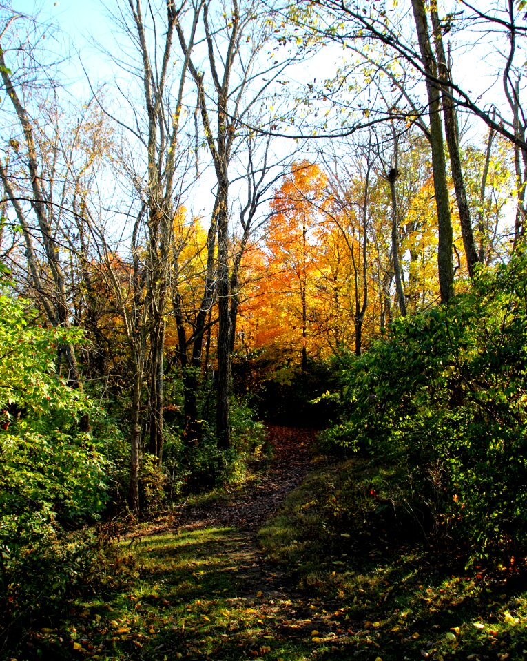 Yellow tree nature