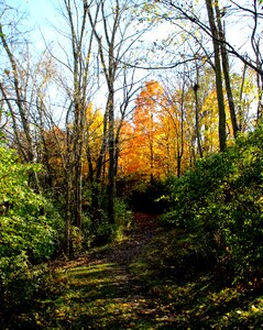 Yellow tree nature