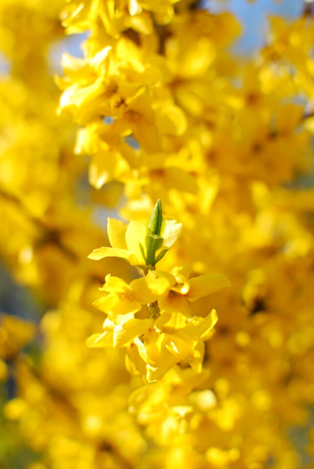 Yellow nature flower