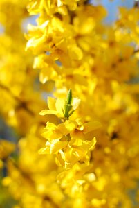 Yellow nature flower photo