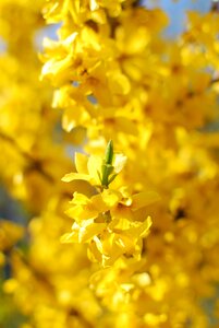 Yellow nature flower