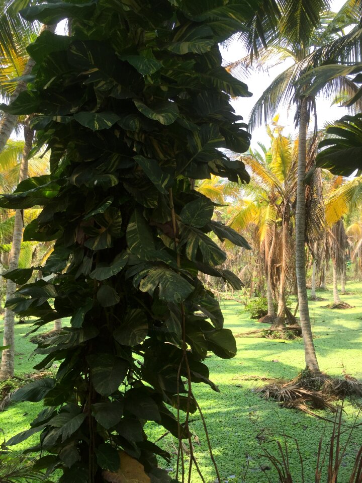 Nature kovalam kerala