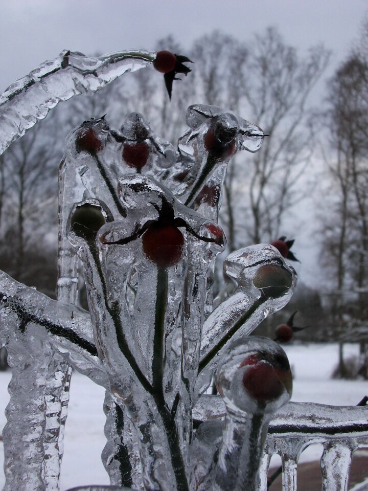 Spectacular plant nature