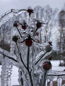 Spectacular plant nature