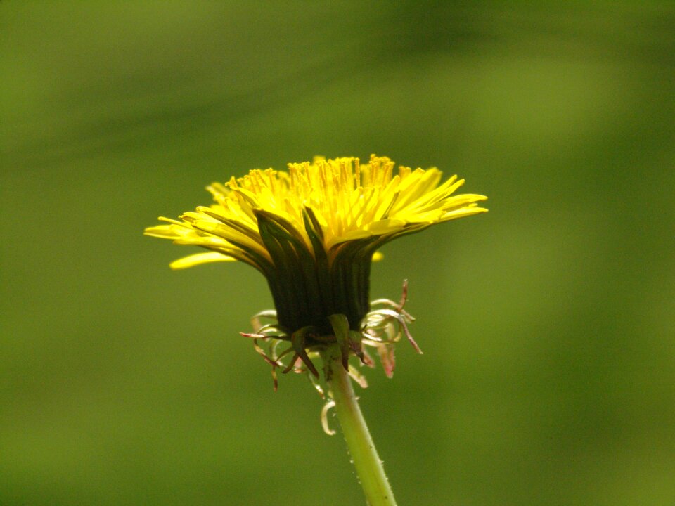Bloom flower yellow