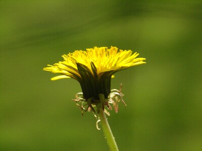 Bloom flower yellow