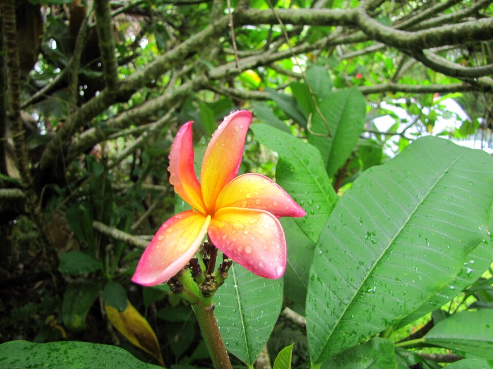 Nature exotic blossom