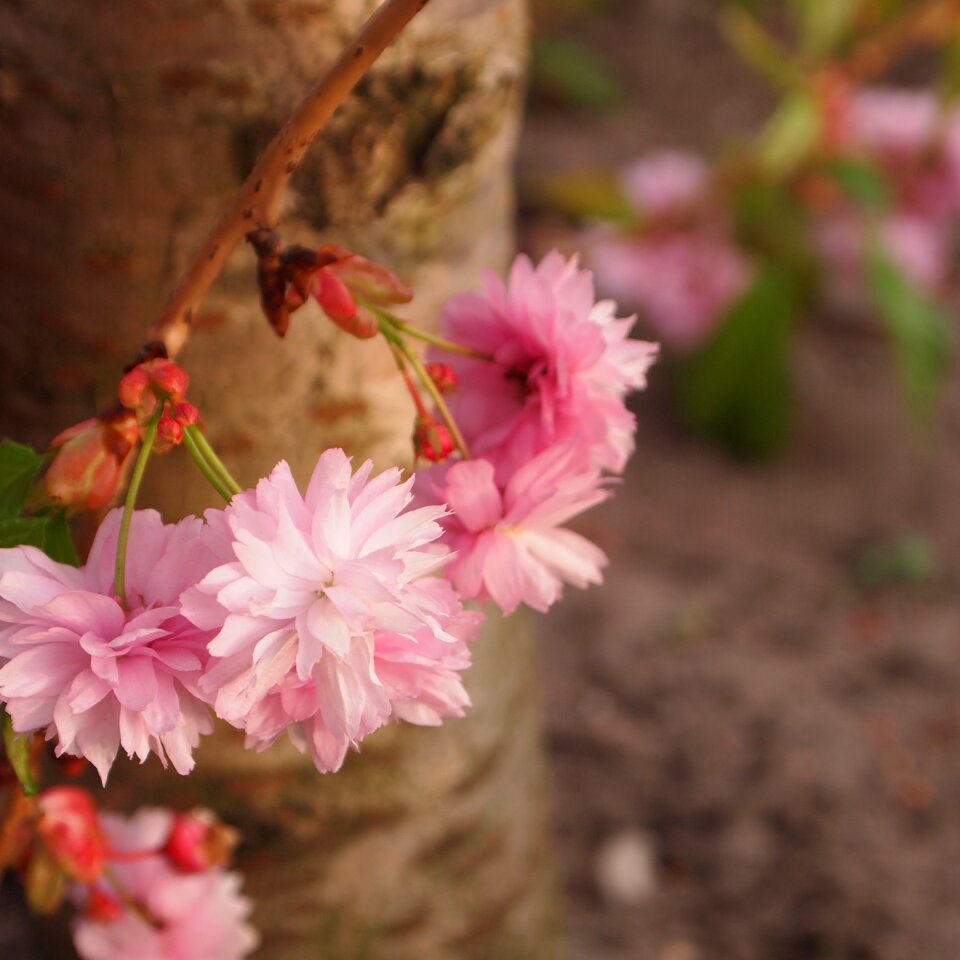 Prunus spring nature