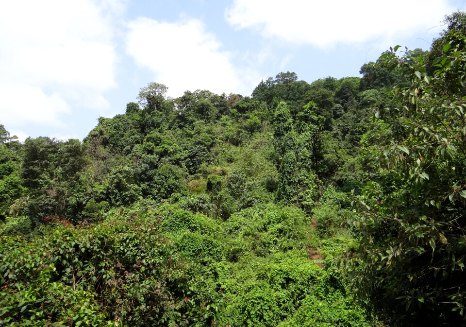 Western ghats mountains yana