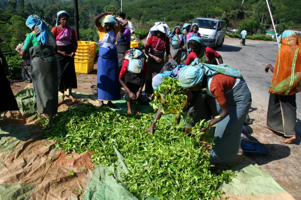 Plantation harvesting picking