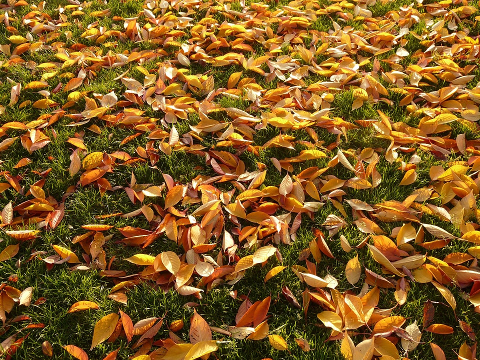 Meadow park cherry tree