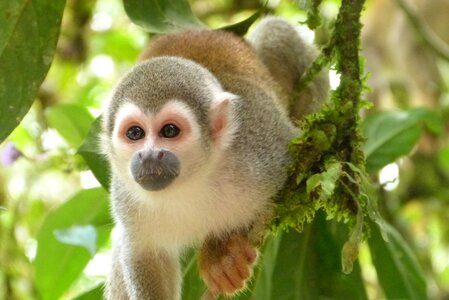 Animal rainforest south america