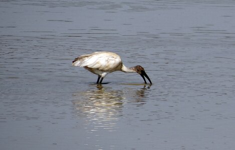 Wildlife fauna feeding