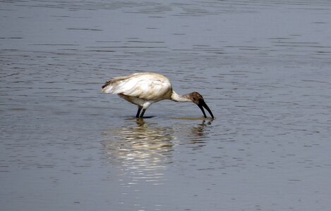 Wildlife fauna feeding