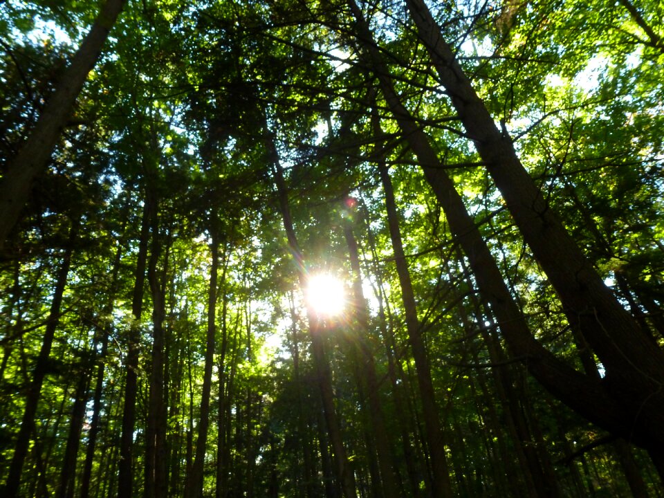 Tree foliage summer