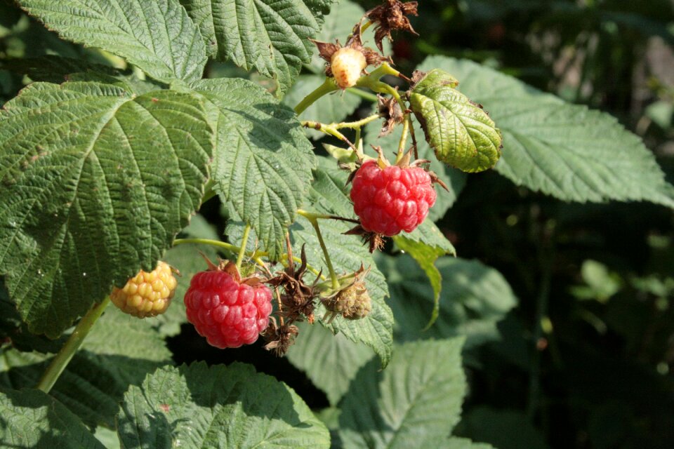 Berry red nature