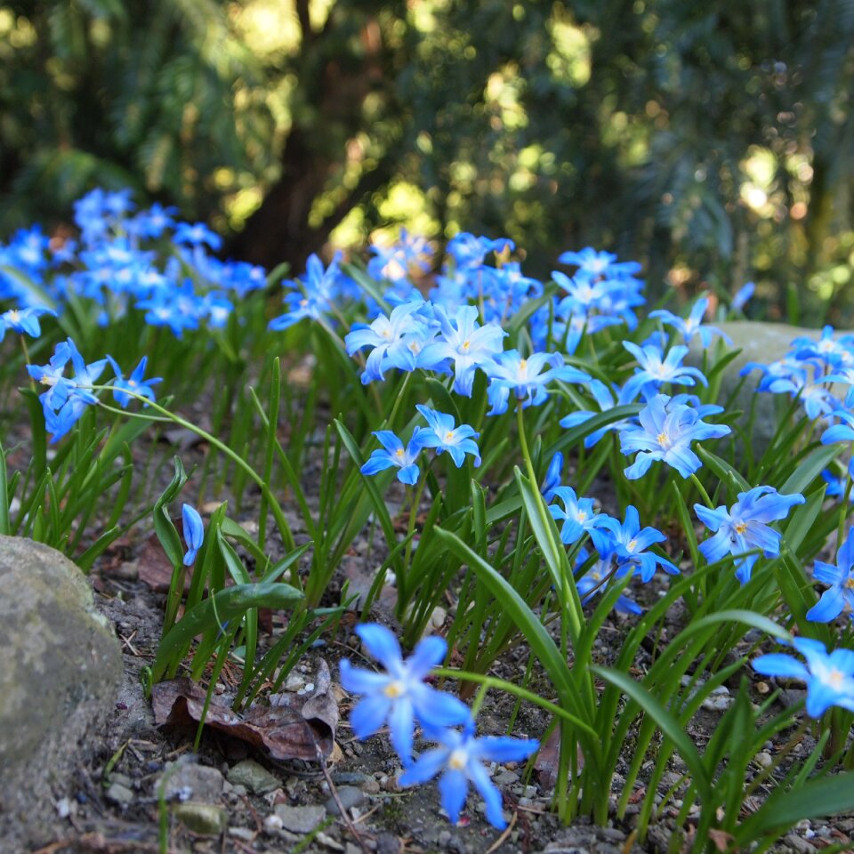 Nature netherlands bulbs