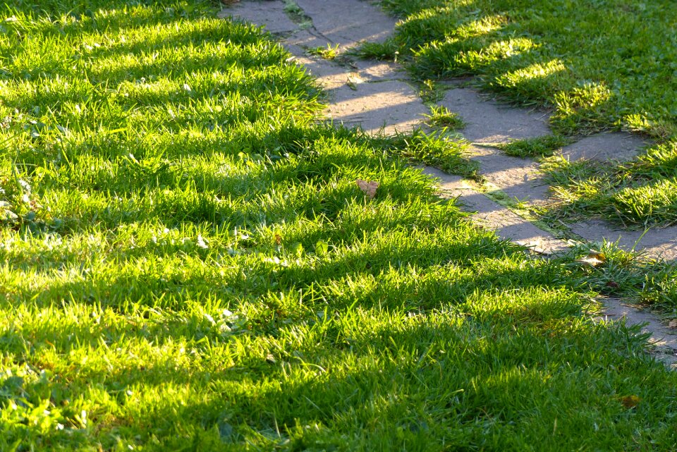 Sun light grass