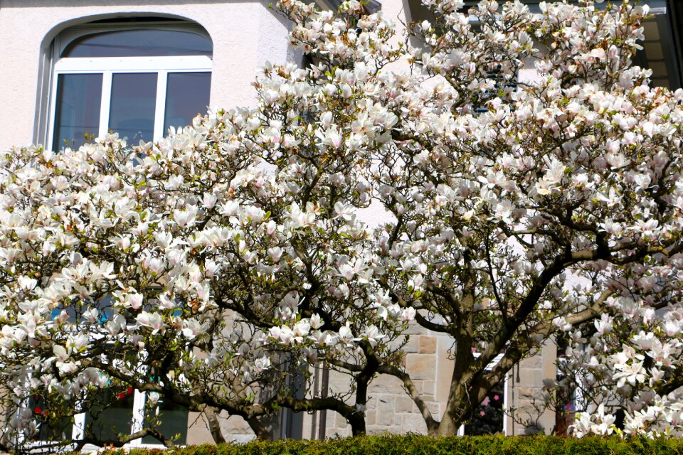 Tree magnolia flowers