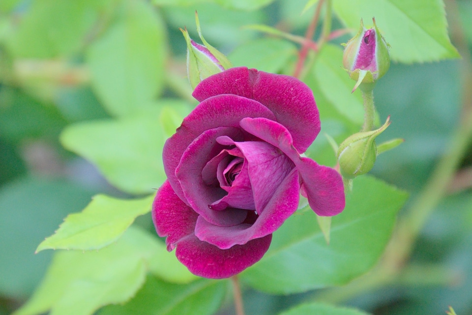 Green purple single