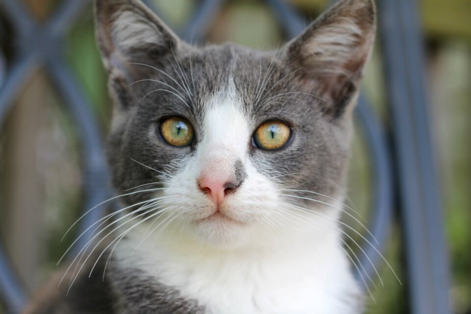 Feline animal grey and white