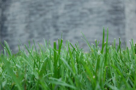 Green nature plant photo