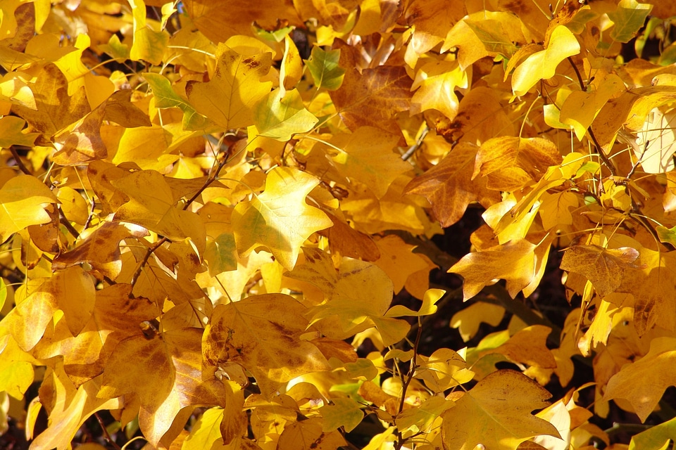 Fall foliage october forest