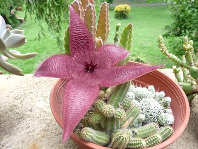 Cactus flowers nature