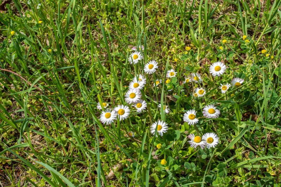 Green yellow spring