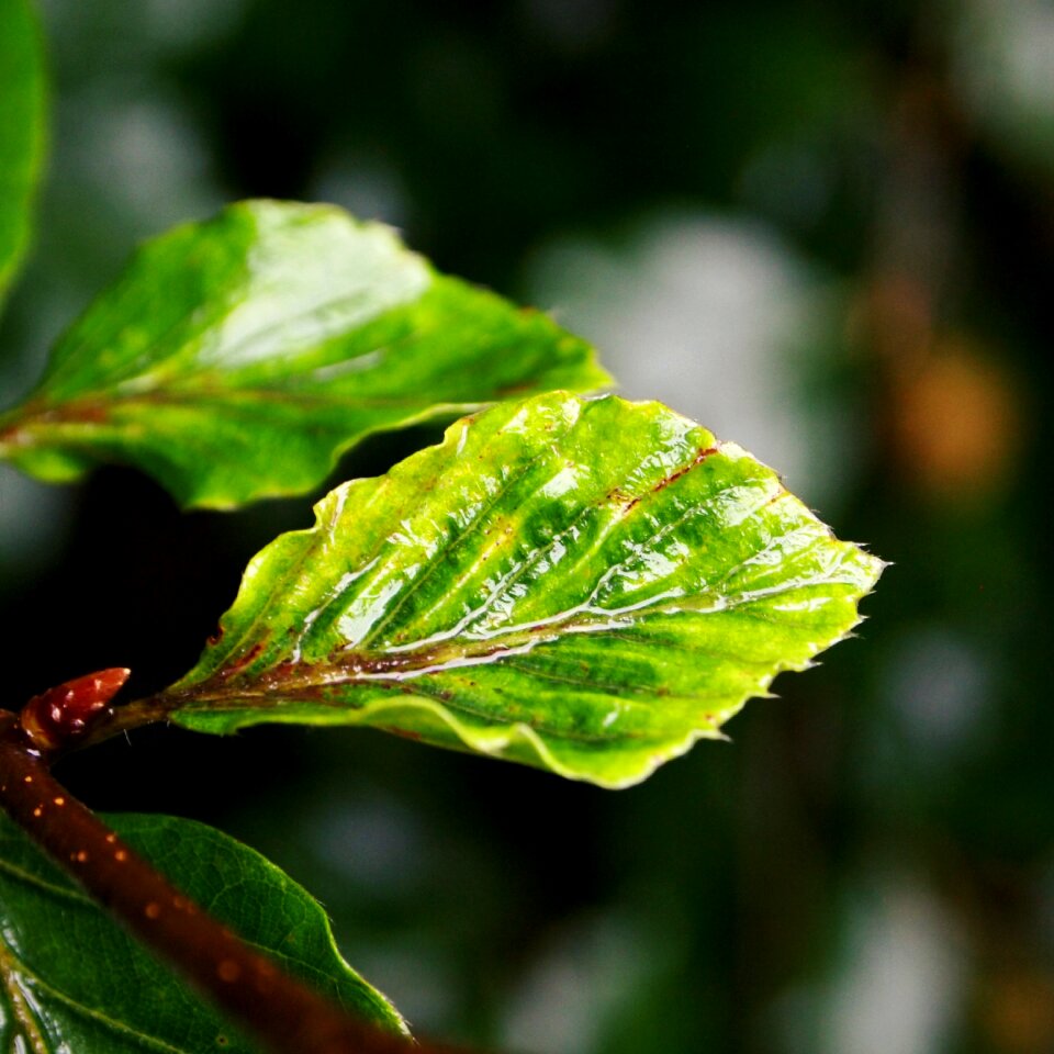 Wet green nature
