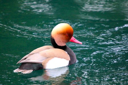 Animals waterfowl mandarin ducks photo