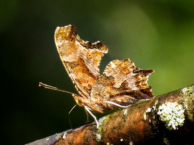 Nature butterfly photo