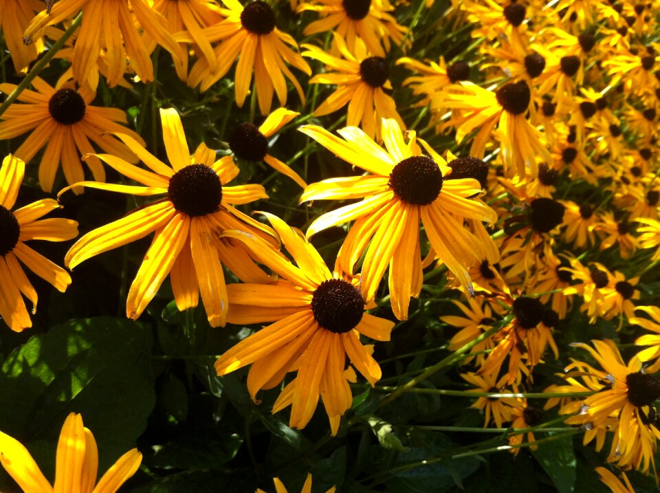 Garden bloom summer