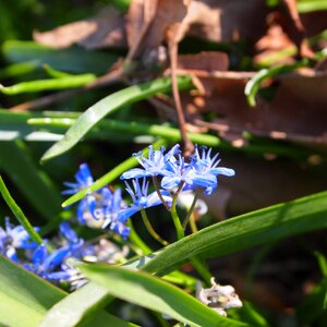 Garden petals spring